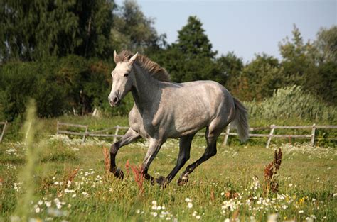 Lusitano Horse Breed Information, History, Videos, Pictures