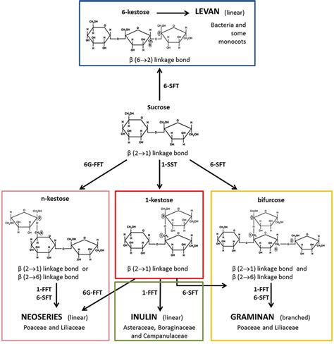 Model for fructan biosynthesis. Fructans are synthesized starting from... | Download Scientific ...