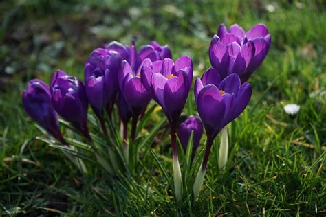 Crocus 'Purple' - Riverside Garden Centre