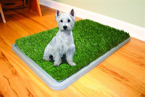 What Things Should You Consider Before Buying Dog Litter Boxes?