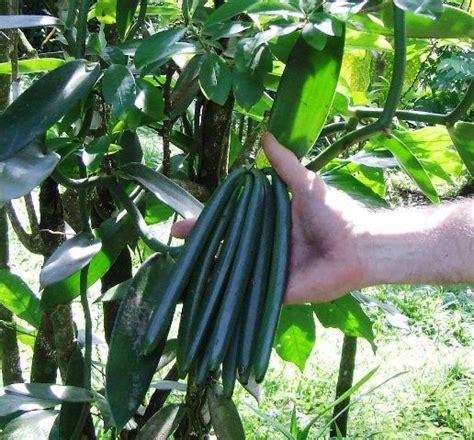 Growing Vanilla: How to Plant, Grow, and Harvest Vanilla Beans ...