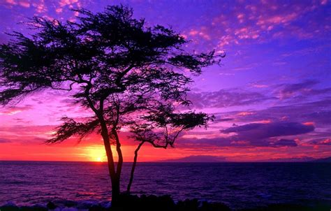 Wallpaper sea, sunset, tree, beautiful scenery images for desktop, section природа - download