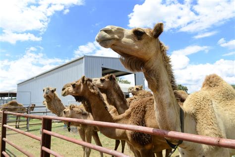 Australia’s largest camel farm | The Courier Mail