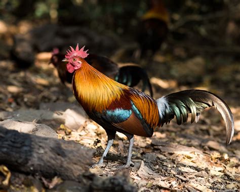 Red Junglefowl (Gallus gallus)