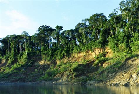 File:Manu riverbank.jpg - Wikipedia