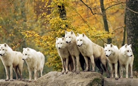 Wallpapersity: Wolf pack wallpaper with many wolves