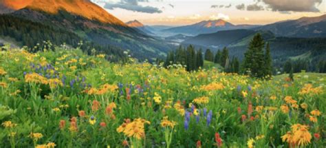 2022 Crested Butte Wildflower Festival - Downtown Crested Butte Lodging