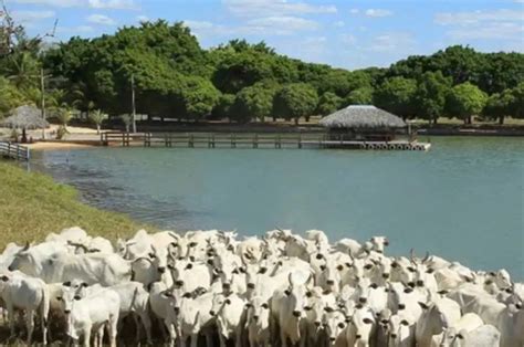 Conheça a fazenda “É o Amor”, de Zezé Di Camargo, avaliada em R$ 65 ...