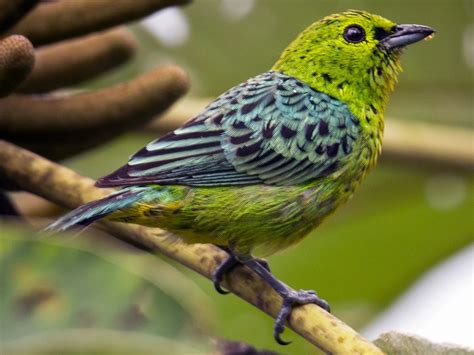 Yellow-bellied Tanager - eBird