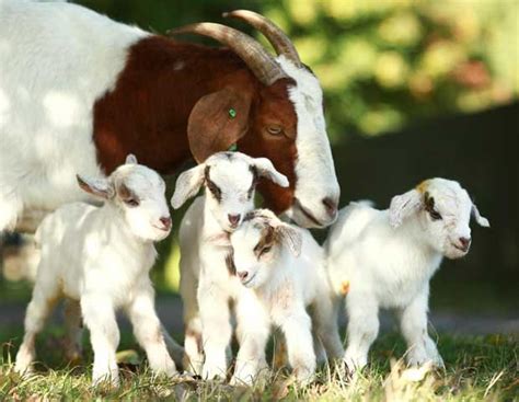 Adorable! Mother goat gives birth to four cute baby goats | Daily Star