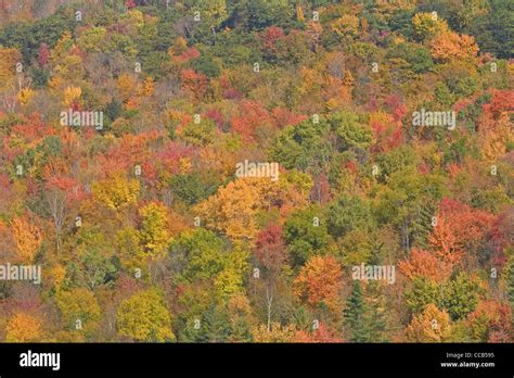 Richmond Vermont VT colorful fall foliage on hillside Stock Photo - Alamy