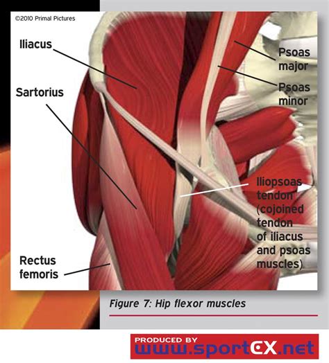 Hip flexor muscles | sportEX medicine 2011;47(Jan):7-11 | sportEX journals | Flickr