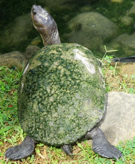 A Quick Guide to Caring for Pet Turtles and Reptiles | HubPages