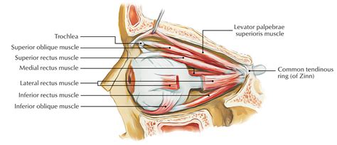 Extraocular Muscles – Earth's Lab