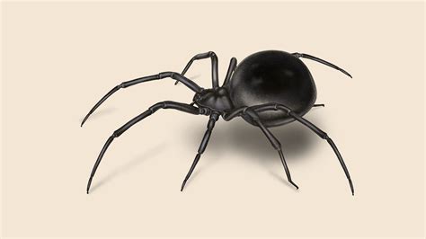 Black Widow Spider Facts and Identification | Orkin