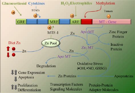 Overview of metallothionein (MT) gene regulation and function. The MT... | Download Scientific ...