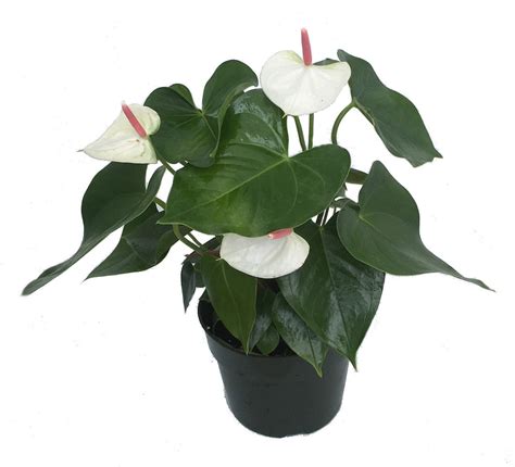 Beauty White Anthurium Plant - Easy to Grow Blooming House Plant - 6" Pot - Walmart.com ...