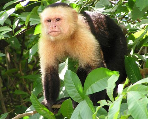 Capuchin Monkey Wallpaper - Animals Town