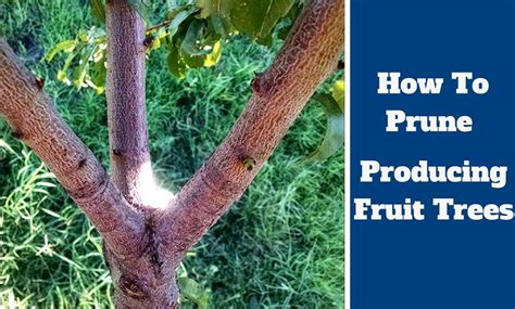 How To Prune Producing Fruit Trees | Pruning fruit trees, Fruit trees, Dwarf fruit trees