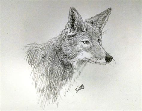 Coyote illustration in pencil.