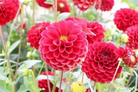 Planting Dahlia Bulbs & Dahlia Care - Plant Instructions