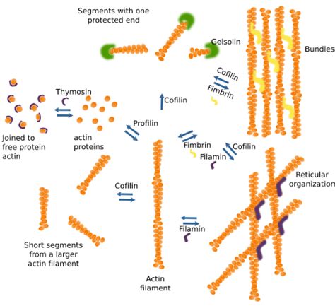 The cell. 7. Cytoskeleton. Actin filaments. Atlas of plant and animal histology.