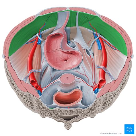 Abdominal Wall Anatomy - Fasciae and Ligaments | Kenhub