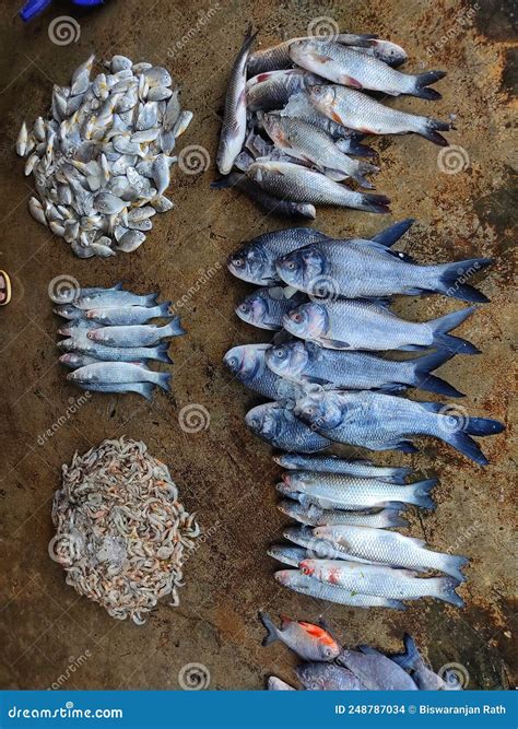 Different Types of Fish Arranged in Line in Indian Fish Market for Sale ...