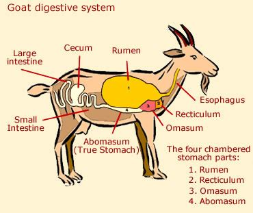 Draw The Digestive System Of A Ruminant Animal / Rabbit Digestive Tract Purina Animal Nutrition ...