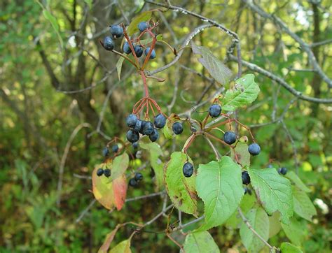 Viburnum lentago (nannyberry): Go Botany