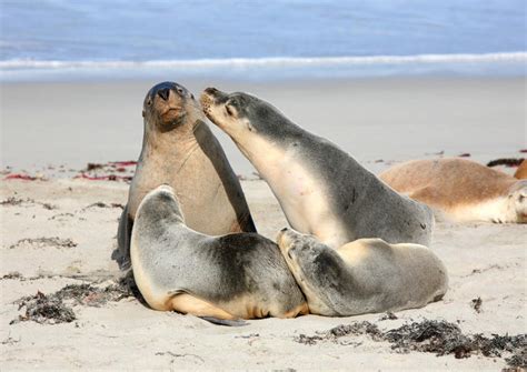 The 10 Best Seal Bay Conservation Park Tours & Tickets 2020 - Kangaroo ...