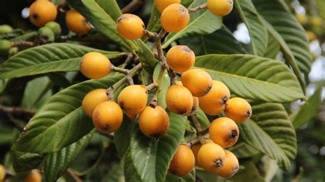 7 Surprising Benefits of Loquats | Loquats, Fruit, Low calorie fruits