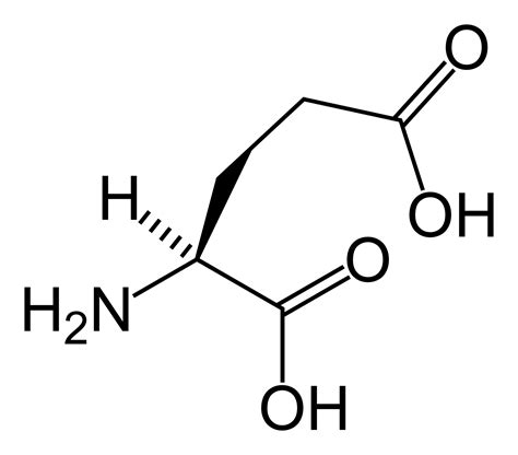 Glutamate receptor - Wikipedia