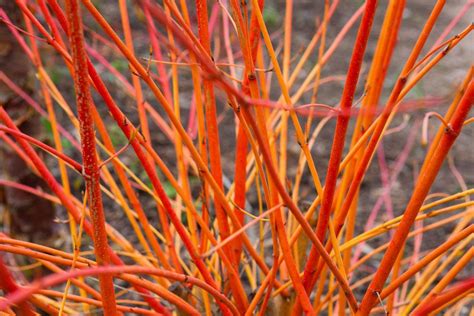 Cornus sanguinea 'Anny's Winter Orange' | Orange, Plants, Hedges