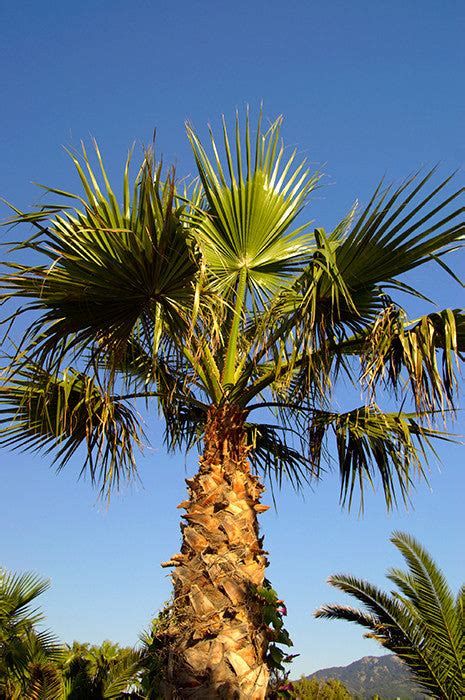 Washingtonia robusta (Mexican Fan/Thread Palm) 10 seeds £2.10