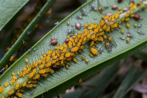 10 fassinerende feite oor plantluise