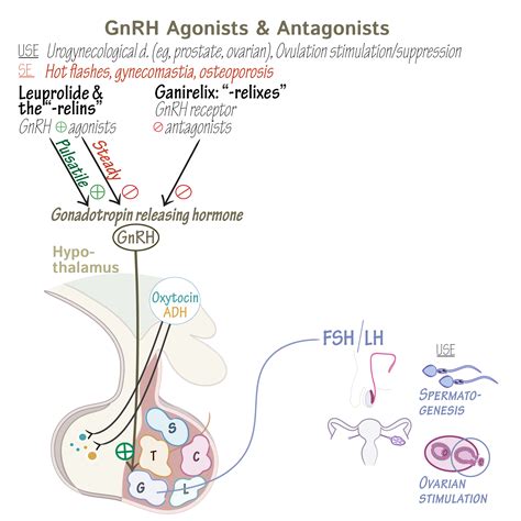 Clinical Pharmacology Glossary: Gonadotropin Releasing Hormone (GnRH) Agonists & Antagonists ...