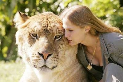 The Deadly Hybrid Liger - Biggest Cat In The World, Cross Breed Of A ...