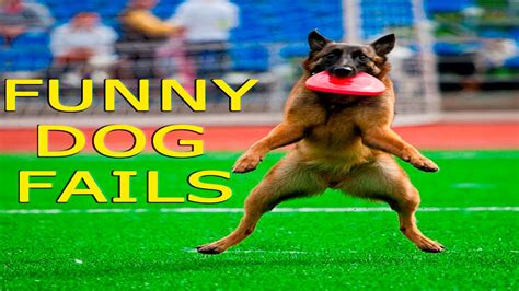 Funny Dogs - Funny Dog Fails - Funny Dogs Compilation - Funny Animals Compilation - YouTube