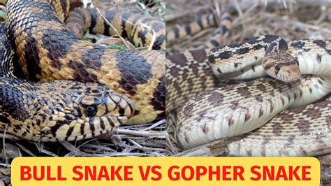 Bull Snake vs Gopher Snake: what’s the difference? – BALL PYTHON BREEDER UK