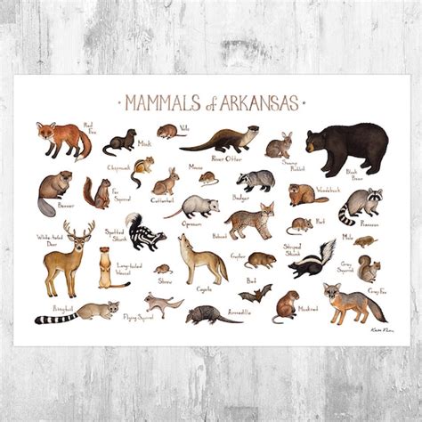 Arkansas Mammals Field Guide Art Print / Animals of Arkansas / - Etsy