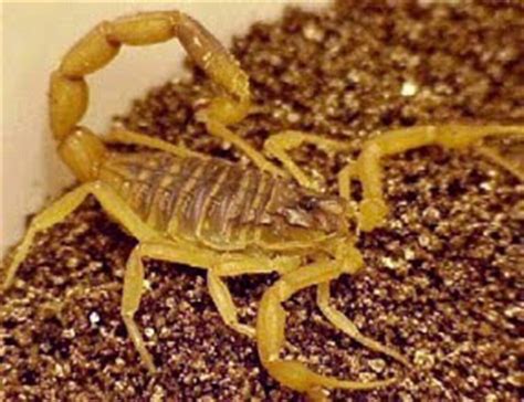 DeathStalker Scorpion: Deathstalker Scorpion: The Facts.