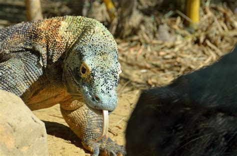 Future – Komodo Dragon Venom for Blood Clots? – RxD.com.au