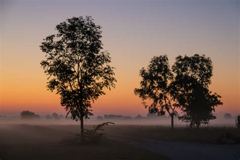 Two tree silhouette at golden hour HD wallpaper | Wallpaper Flare