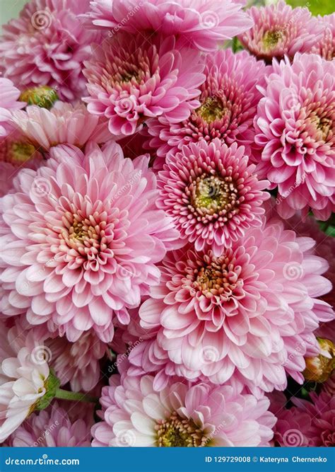 Background. Pink Chrysanthemum. Fall Flowers. Close-up. Blooming Chrysanthemum Stock Photo ...