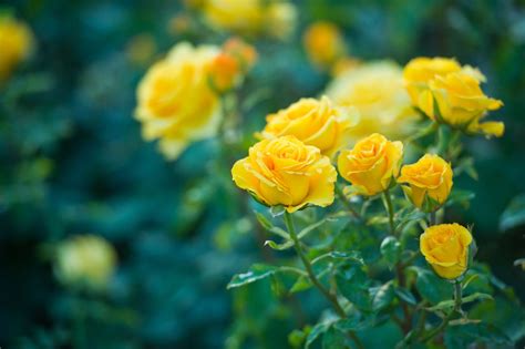 The best yellow roses for your garden - Plantura