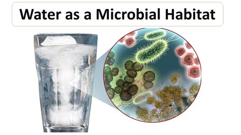 Water as a Microbial Habitat - Microbiology Notes