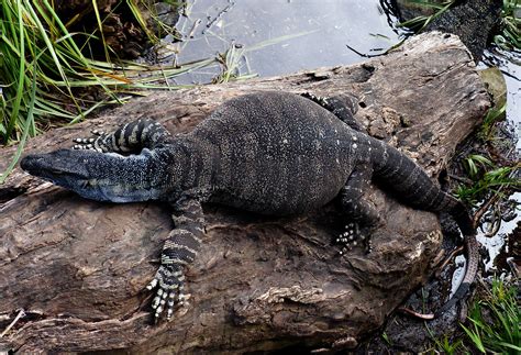 Goanna. Australia. | Goannas or monitor lizards are a common… | Flickr