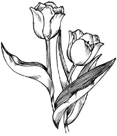 2. Petals and Leaves - How to Draw a Tulip | HowStuffWorks