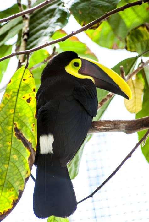 Swainson's Toucan | Rainforest ecosystem, South america, Habitats